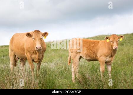 Cow and calf in a meadow beside the footpath of the Pennine Way in Northumberland where the path goes across farmland Stock Photo