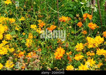 Beautiful flowers at the Domain Wintergardens in Auckland, New Zealand Stock Photo