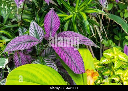 Beautiful flowers at the Domain Wintergardens in Auckland, New Zealand Stock Photo