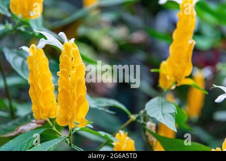 Beautiful flowers at the Domain Wintergardens in Auckland, New Zealand Stock Photo