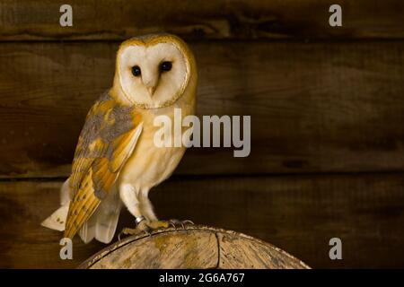 A Barn owl perched on an old wooden wheel in a barn Stock Photo