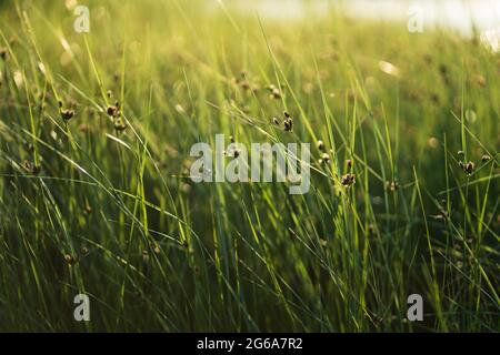Fresh green coastal reeds with lush long leaves moving by wind at sunset Stock Photo