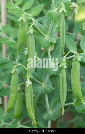 Pisum sativum ‘Terrain', pea plant, with pods in summer UK Stock Photo