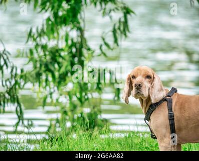 English Cocker Spaniel or Bloodhound on a leash in the park looking at the camera. Stock Photo
