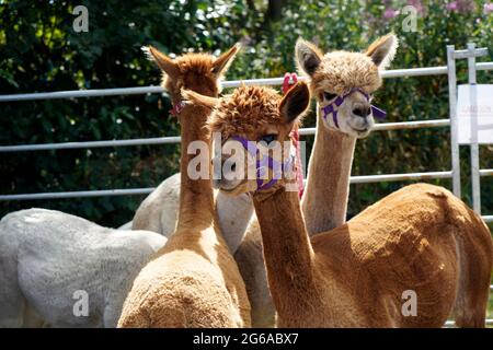 Alpaca on show Barlow Carnival in Derbyshire England Stock Photo