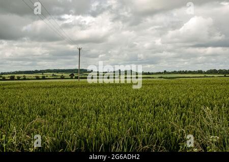 A field of wheat waiting for the sun to ripen it at a farm in Sutton Scotney, Hampshire on a cloudy July day. Stock Photo