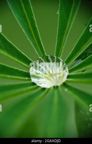 Close up of a rain drop on green lupin leaves Stock Photo