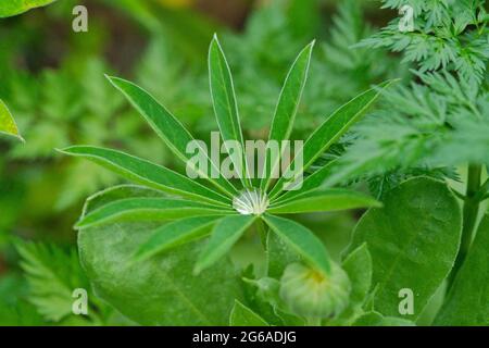 Close up of a rain drop on green lupin leaves Stock Photo