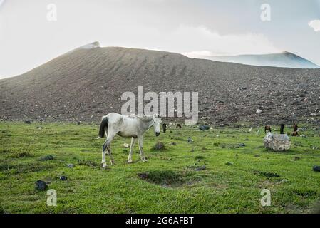 White and scrawny horse with its family in a green meadow under an active volcano. Stock Photo