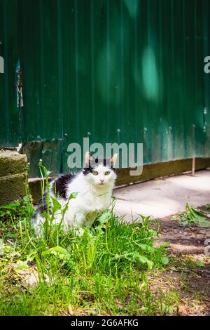 The cat in the village sits on a pole Stock Photo - Alamy