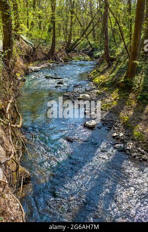 Small river with rapids in a forest setting, seen from above, taken on a sunny spring day Stock Photo