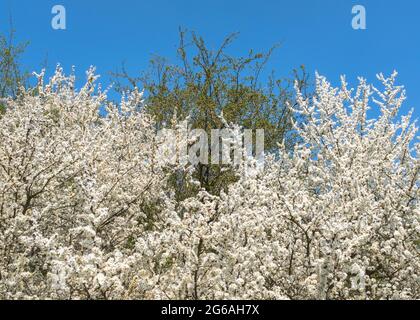 White blooming wild cheery trees seen from bellow with perfect blue sky in the background Stock Photo