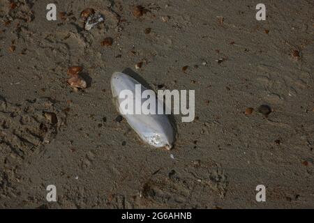 Single piece of cuttlefish bone seen on the sand of the beach in the UK. Stock Photo