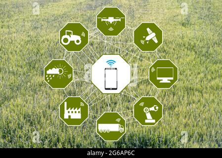 A smart Agriculture concept, grain production with modern technologies remotely by mobile phone Stock Photo