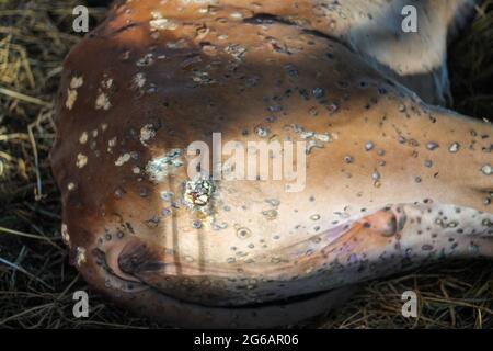 Lumpy skin disease . The calf has Lumpy skin disease, causing lesions of the skin all over the body. Lumpy skin disease is cattle plague. Stock Photo