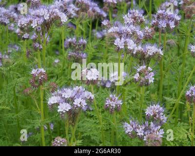 Phacelia Tanacetifolia  or Scorpionweed - so bee friendly this plant is grown as a biomass crop to benefit the bees and the environment. Stock Photo
