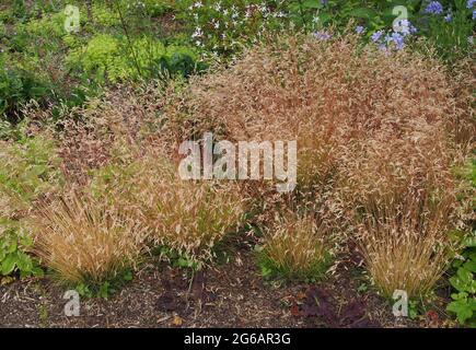 Clumps of a small ornamental grass with seedheads. Stock Photo