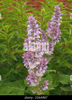 Flowerhead of the tall spires of Salvia Sclarea Var. Turkestanica flowering in July. Stock Photo