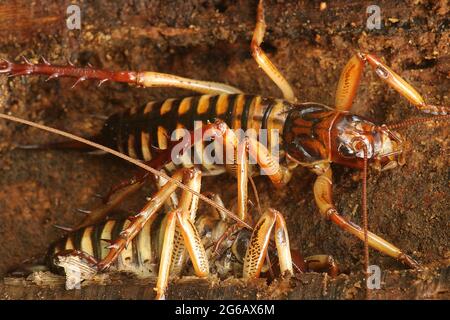 Wellington tree weta (Hemideina crassidens) Stock Photo