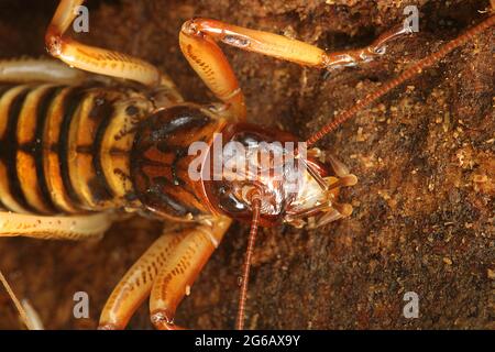 Wellington tree weta (Hemideina crassidens) Stock Photo