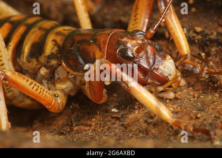 Wellington tree weta (Hemideina crassidens) Stock Photo