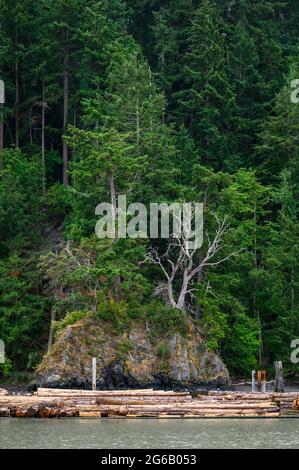 Goat island in the San Juan Islands, beautiful trees and coastline as a nature background Stock Photo