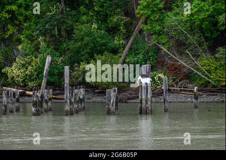 Goat island in the San Juan Islands, beautiful trees and coastline as a nature background Stock Photo