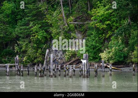 Goat island in the San Juan Islands, beautiful trees and coastline as a nature background Stock Photo