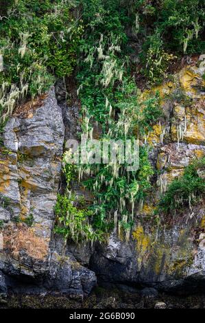 Goat island in the San Juan Islands, beautiful trees and coastline as a nature background Stock Photo