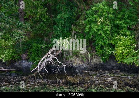 Goat island in the San Juan Islands, beautiful trees and coastline as a nature background Stock Photo