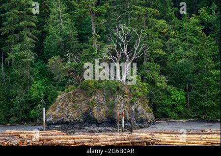 Goat island in the San Juan Islands, beautiful trees and coastline as a nature background Stock Photo