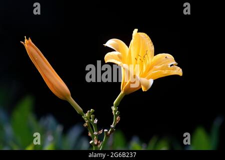 Orange Day-lily - Brevard, North Carolina, USA Stock Photo