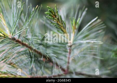 Closeup of tips of pine tree branches Stock Photo