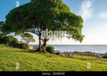 Man reading a book under a tree Stock Photo