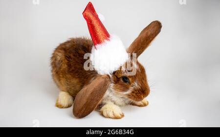 A small brown rabbit with white spots and a Santa Claus hat.The concept of the new year of Easter.Cute pet Stock Photo