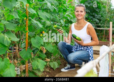 Smiling woman picking harvest of fresh cucumbers in sunny garden Stock Photo
