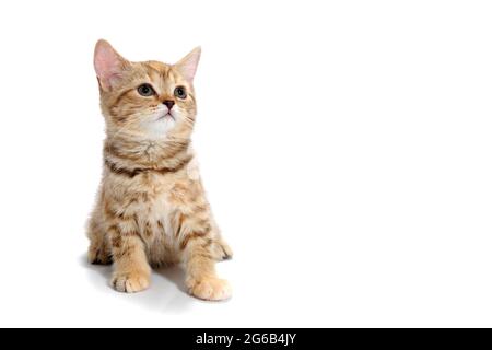 a red striped purebred kitten sits on a white background Stock Photo