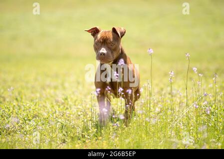 Pit Bull Terrier mixed breed dog standing in a green meadow with purple flowers Stock Photo
