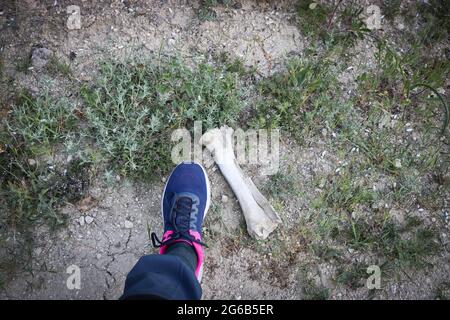Large old animal bone on the ground and a human foot in a sneaker for size comparison. Wildlife hazard concept. Stock Photo