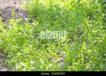 Polygonum aviculare textured - Medicinal plant with many benefits. Selective focus. Stock Photo