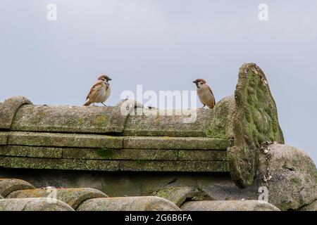 Sangju, South Korea. July 4, 2021-Sangju, South Korea-Eurasian Tree Sparrows(Passer Montanus) fight on the shelter roof near ian stram in Sangju, South Korea. Credit: RYU SEUNG IL/Alamy Live News Stock Photo