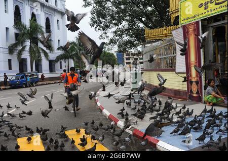 27.07.2013, Yangon, Myanmar, Asia - A cyclist rides through a flock of pigeons in front of the Sule Pagoda in downtown Yangon, the commercial capital. Stock Photo