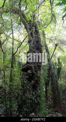 Misty, Mossy, Antarctic Beech Trees Stock Photo