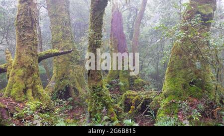 Misty, Mossy, Antarctic Beech Trees Stock Photo