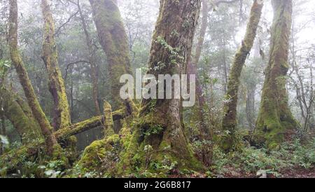 Misty, Mossy, Antarctic Beech Trees Stock Photo