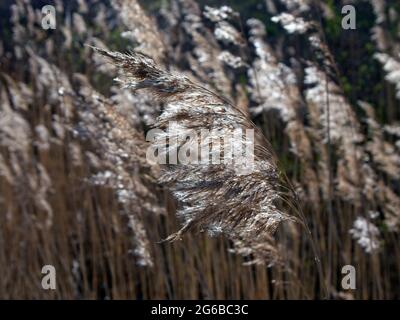 Common Reed seed head, Phragmites australis Stock Photo