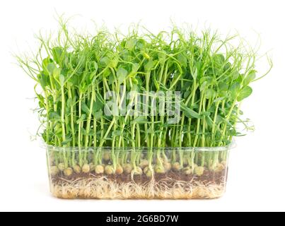 Fresh pea microgreen grown in a plastic tray Stock Photo