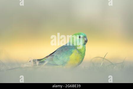 Portrait of a male red-rumped parrot (Psephotus haematonotus) standing in the grass, Australia Stock Photo