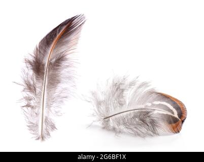 Pheasant feather isolated on white Stock Photo - Alamy