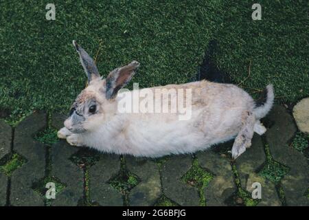 White rabbit outdoors.Close up bunny rabbit in agriculture farm.Rabbits are small mammals in the family Leporidae Stock Photo
